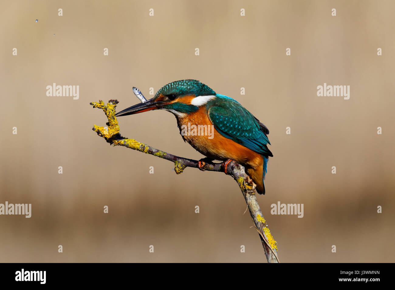 Le kingfisher commun capture du poisson sur la branche, Nin, Croatie Banque D'Images