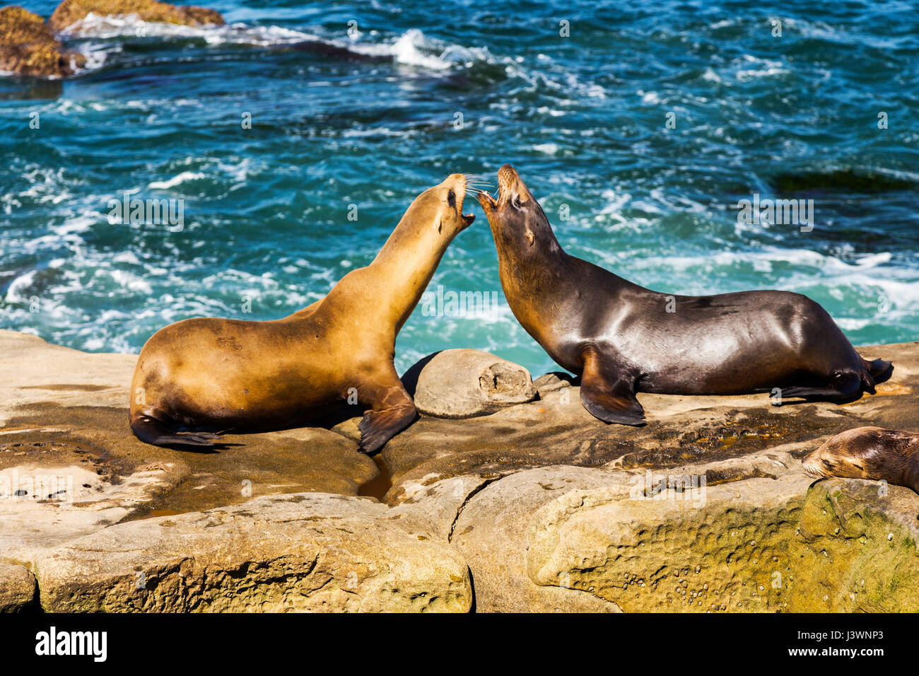 Phoques mâles et femelles (Phoca vitulina ou phoque commun) mammifères marins accouplement jouer sur Rock près de la Jolla Cove au nord de San Diego, Californie Banque D'Images