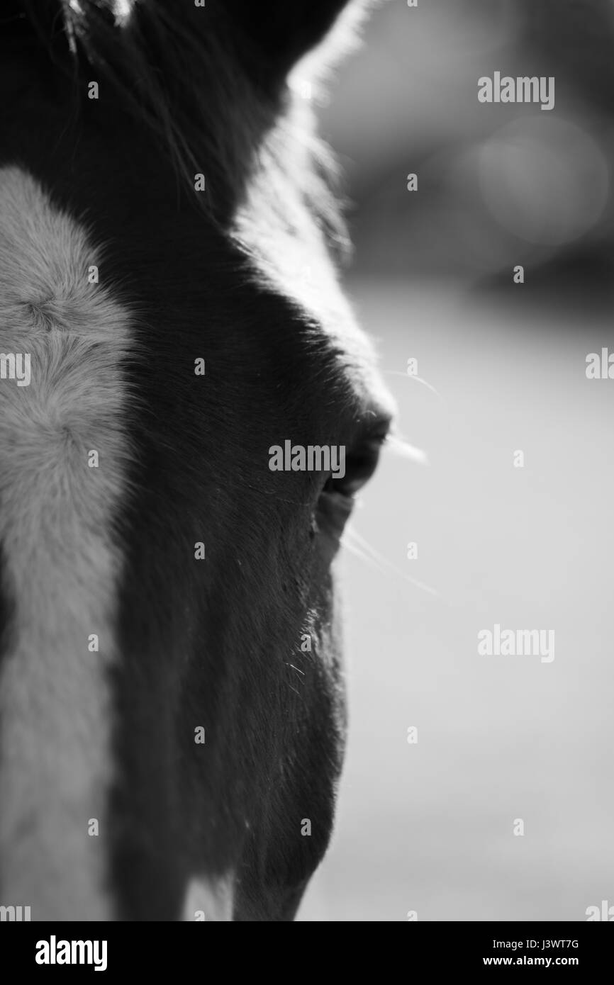 Un magnifique cheval de prendre une promenade dans le domaine Banque D'Images