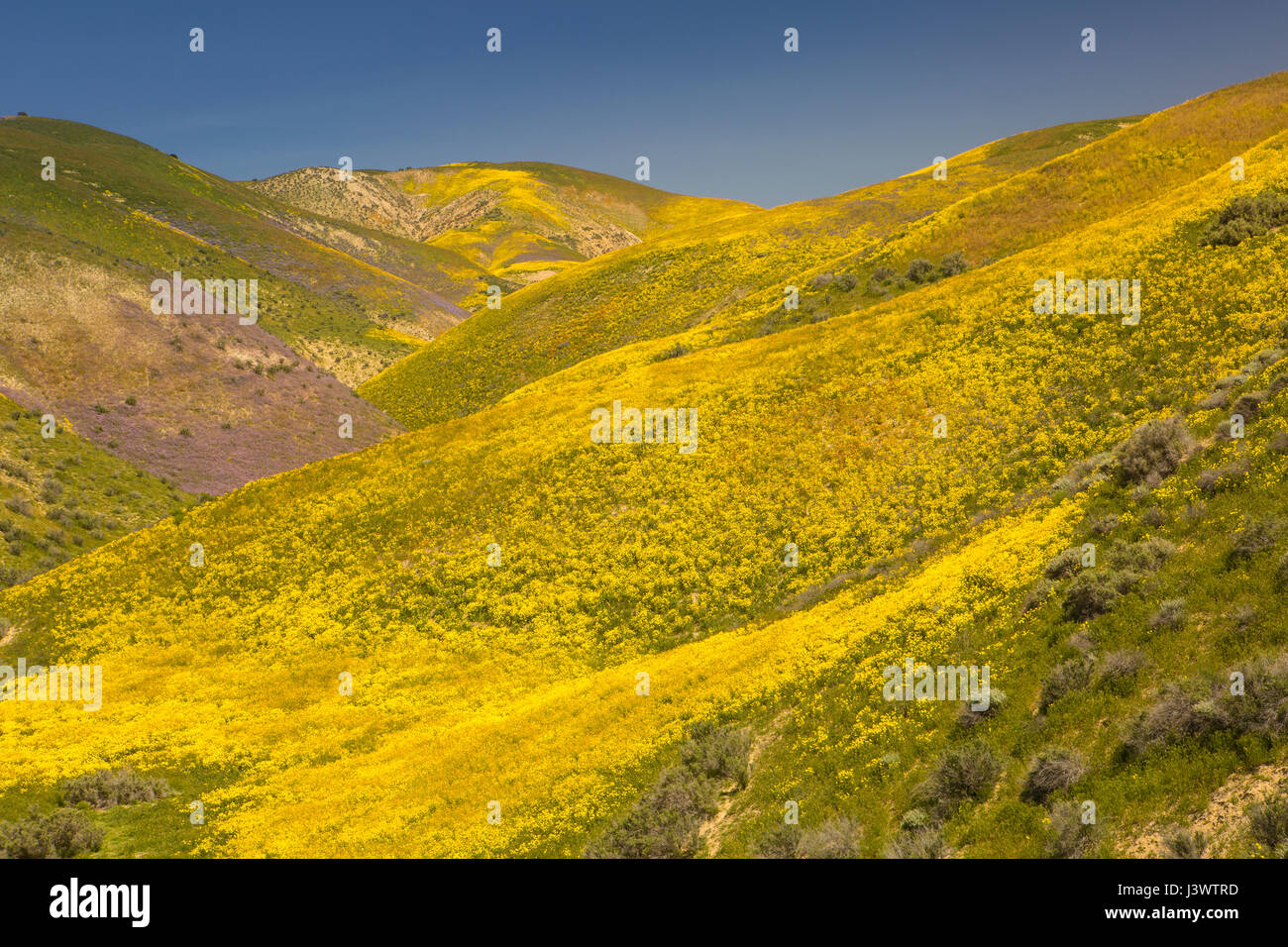 Tapis de marguerites à flanc de la gamme Temblor, Carrizo Plains National Monument, Californie Banque D'Images