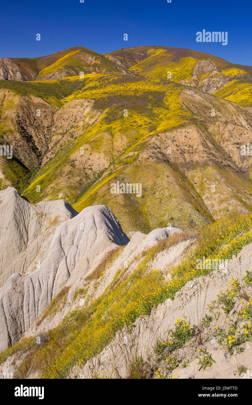 Fleurs sauvages dans la gamme Temblor, Carrizo Plains National Monument, Californie Banque D'Images
