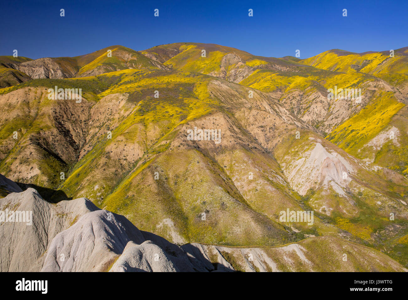 Fleurs sauvages dans la gamme Temblor, Carrizo Plains National Monument, Californie Banque D'Images
