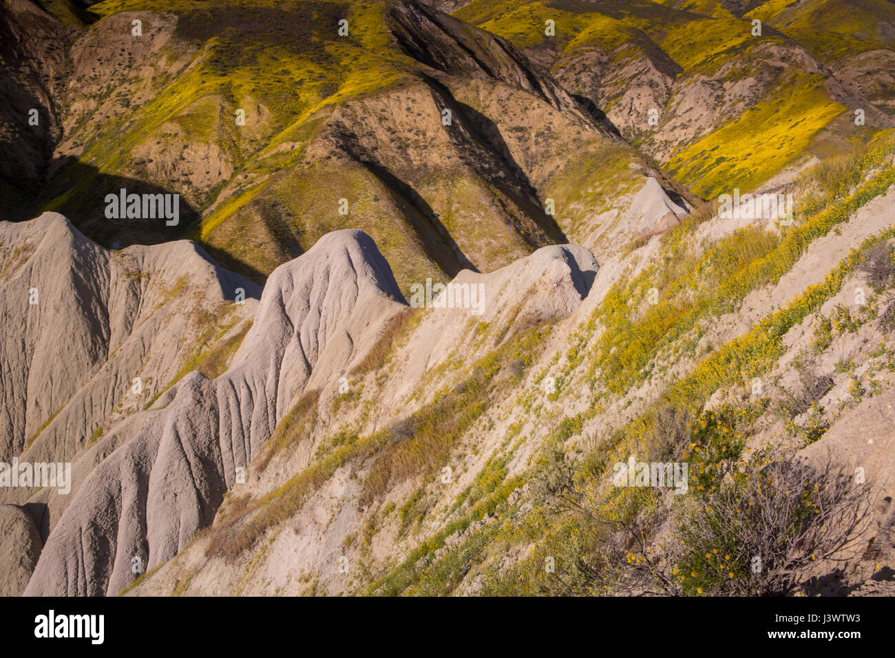 Fleurs sauvages dans la gamme Temblor, Carrizo Plains National Monument, Californie Banque D'Images