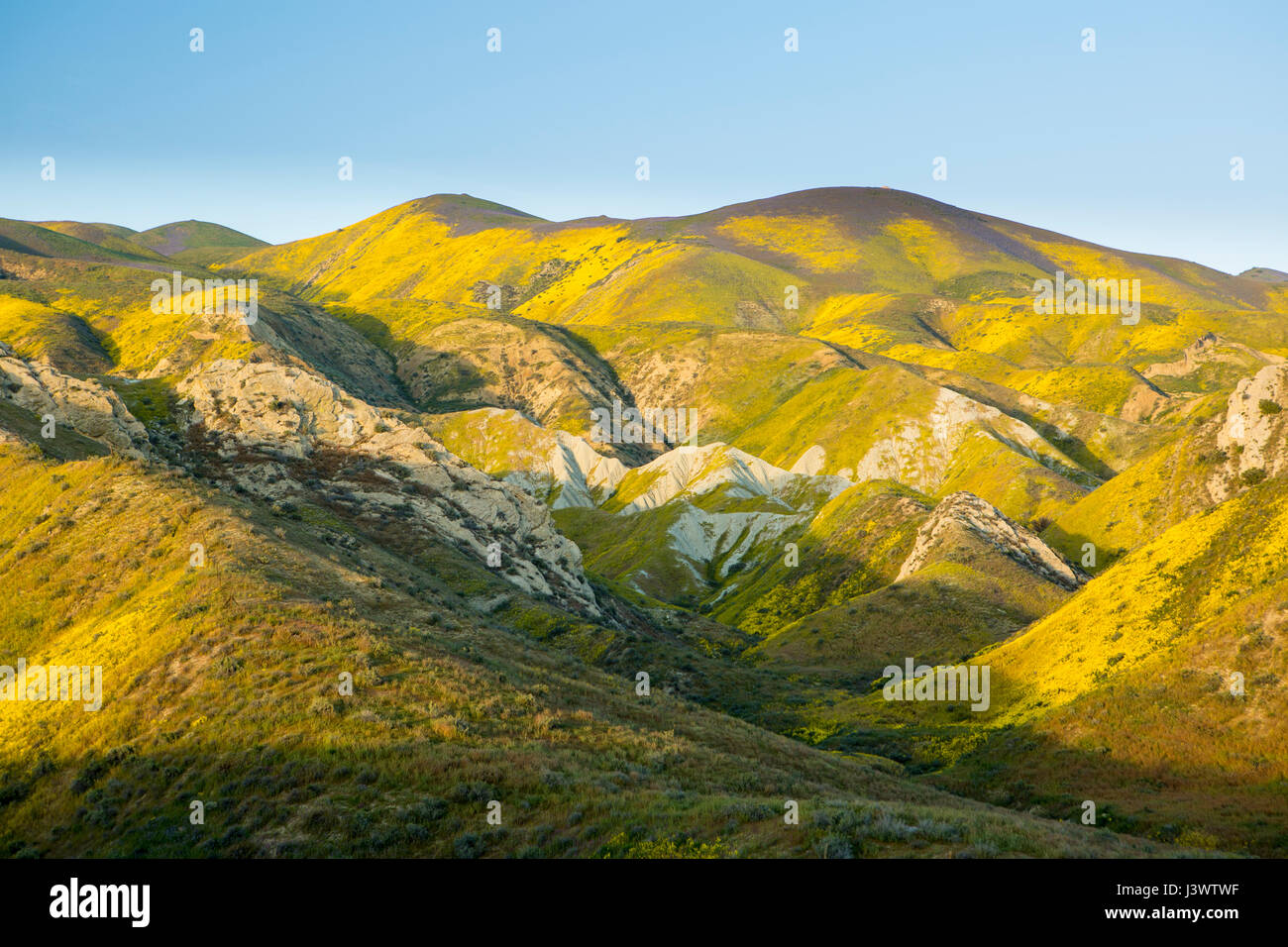 Fleurs sauvages dans la gamme Temblor, Carrizo Plains National Monument, Californie Banque D'Images