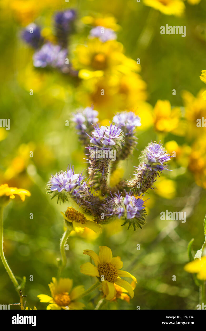 Dans la gamme phacelia Temblor, Carrizo Plains National Monument, Californie Banque D'Images
