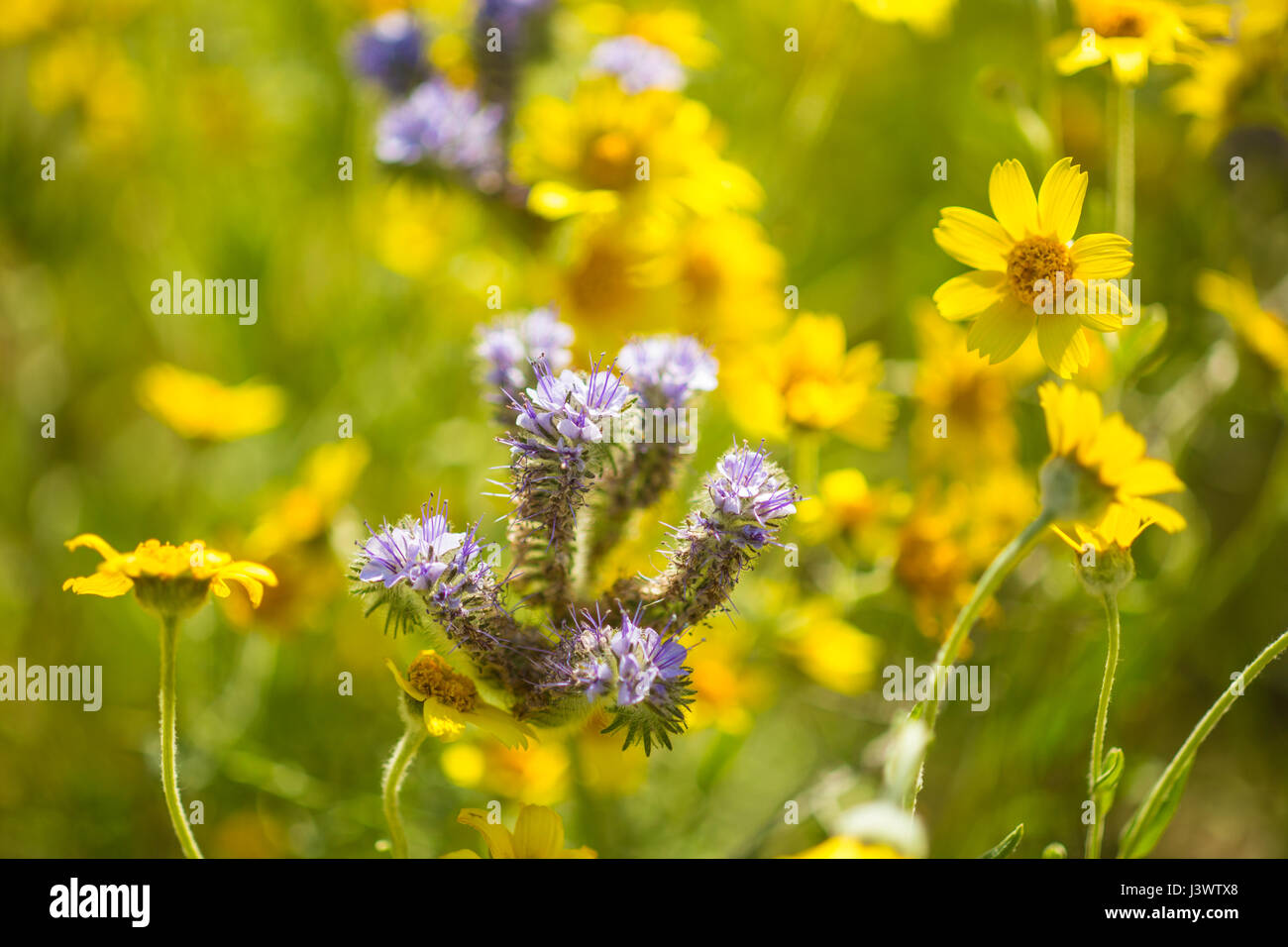 Dans la gamme phacelia Temblor, Carrizo Plains National Monument, Californie Banque D'Images