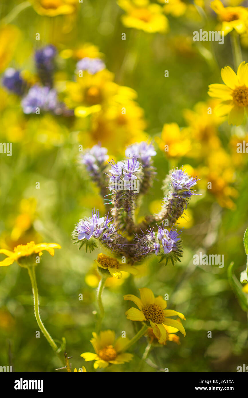 Dans la gamme phacelia Temblor, Carrizo Plains National Monument, Californie Banque D'Images