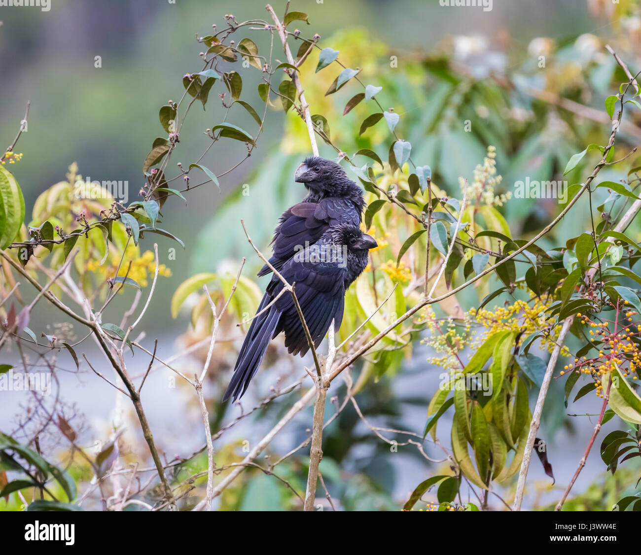 Ani à bec lisse (Crotophaga ani), la forêt tropicale amazonienne à La Selva lodge sur le fleuve Napo, Equateur, Amérique du Sud Banque D'Images