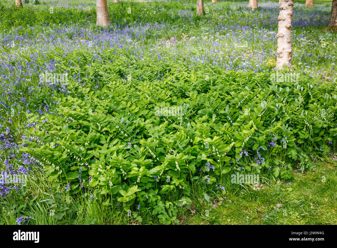 La floraison du printemps : fleurs sauvages du sceau de Salomon (Polygonatum) croissant avec le printemps bluebells de Woodland, West Sussex, au sud-est de l'Angleterre, Royaume-Uni Banque D'Images