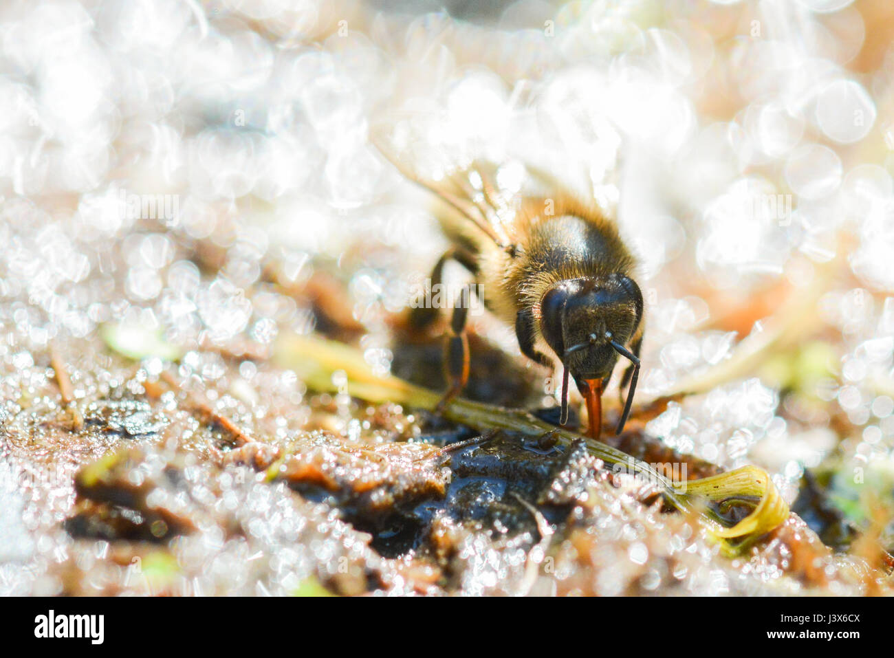 Stirling, Ecosse, Royaume-Uni. 8 mai, 2017. UK - une abeille buvant dans les marges d'un étang de jardin sur une autre journée chaude et sèche dans Stirlingshire Crédit : Kay Roxby/Alamy Live News Banque D'Images