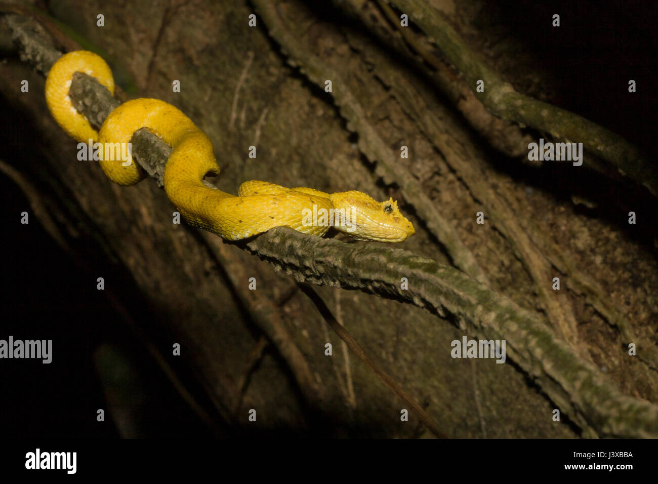 Pit Viper cils jaunes, Bothriechis schlegelii ; un serpent arborescent venimeux avec un certain nombre de formes de couleur distincte. Photographié au Costa Rica. Banque D'Images