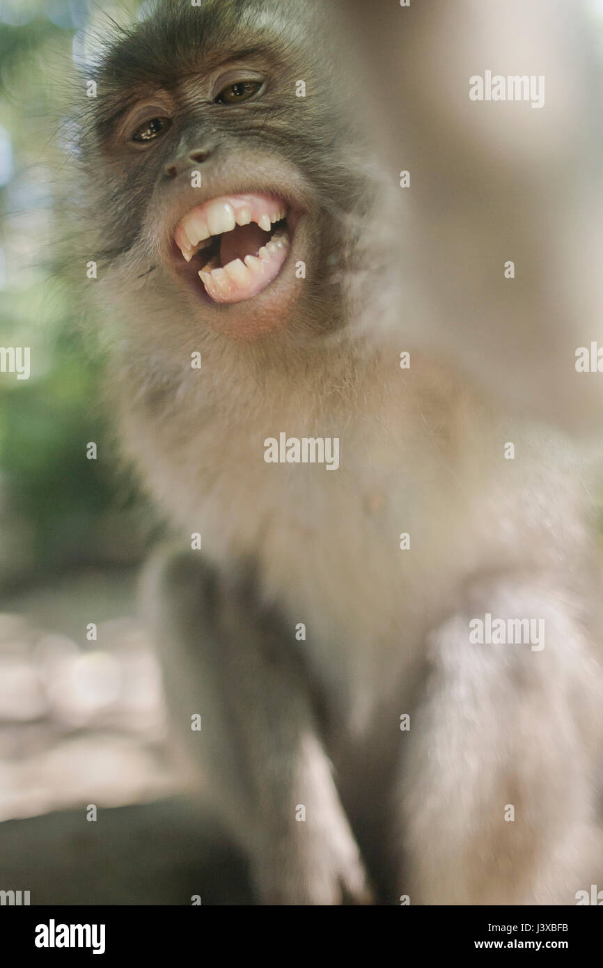 Smiling monkey étendues pour l'appareil photo. Banque D'Images