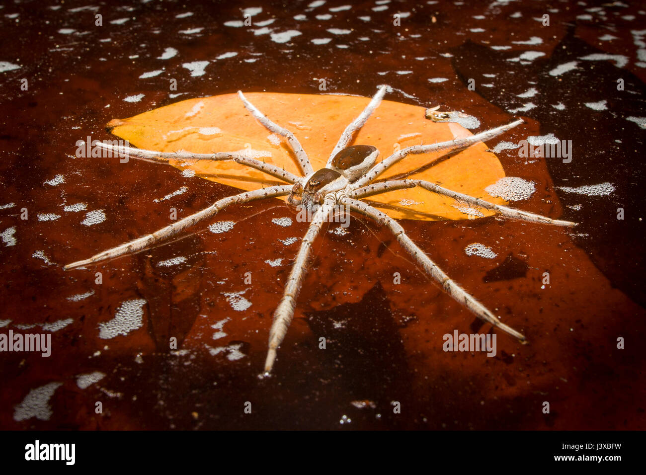 Une grande araignée de pêche (famille Pisauridae) flotte sur la surface de l'eau en attente d'une proie. L'eau est teinté rouge avec des tanins. Banque D'Images