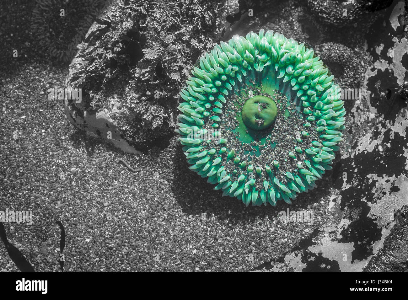 Anémone de mer vert géant (Anthopleura xanthogrammica) dans une cuvette. Arrière-plan de couleur supprimée numériquement. Banque D'Images