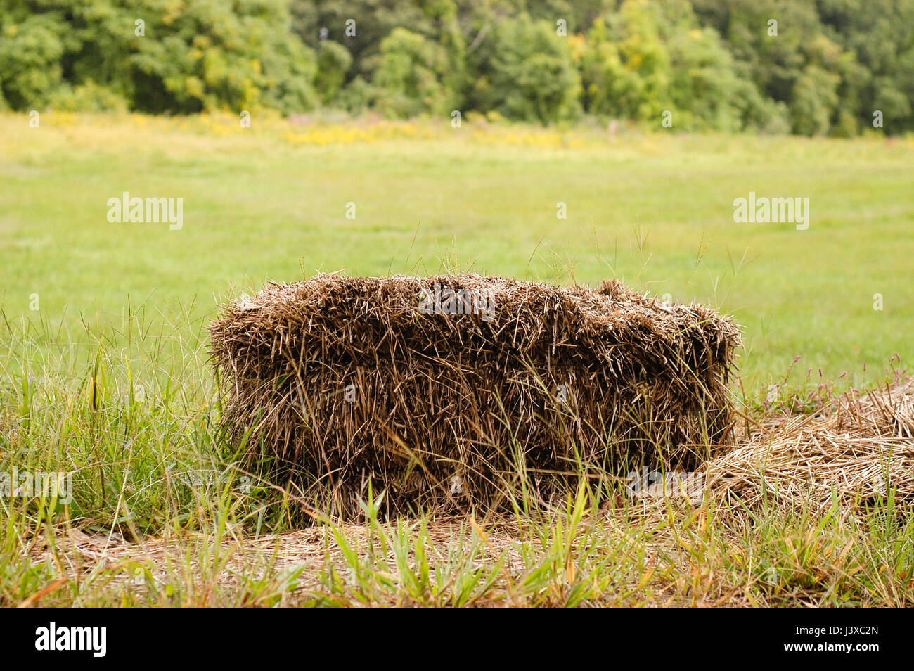 Une balles de foin dans un emplacement rural, un champ, et arbres en arrière-plan. Banque D'Images