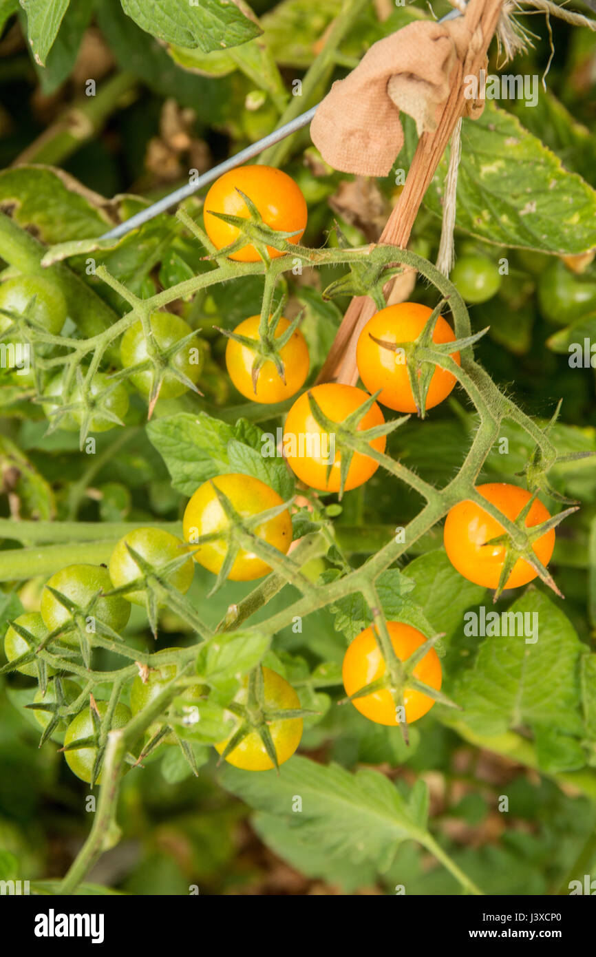 Le flexible en Nylon de l'utiliser de nouveau à lier les Sungold tomates cerise à la cage de tomate en Issaquah, Washington, USA Banque D'Images