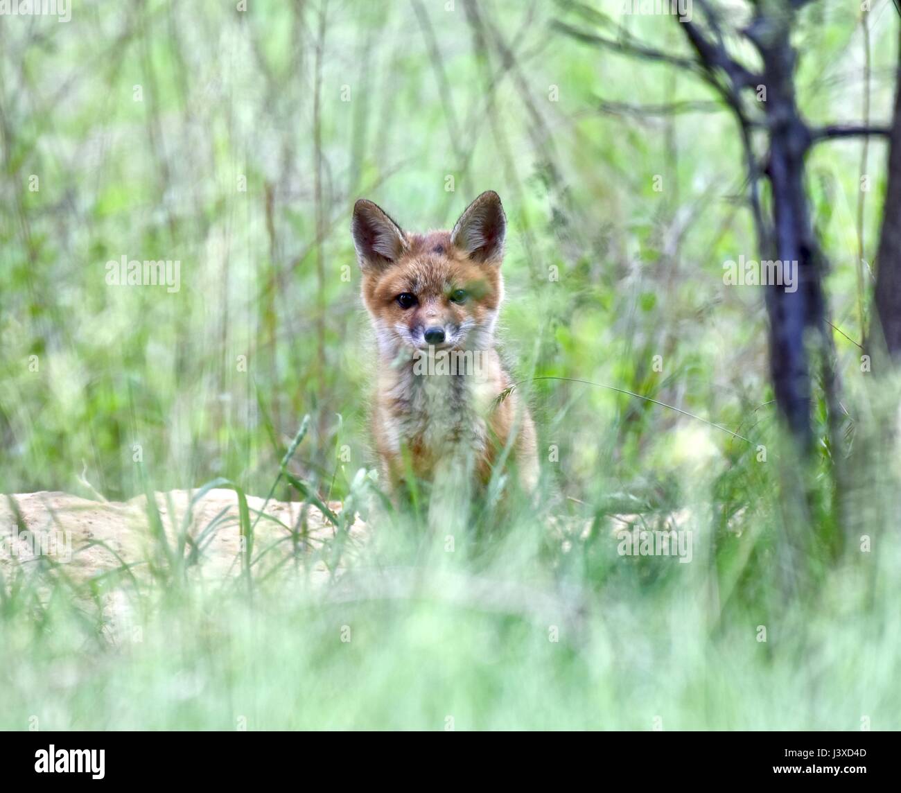 Baby red fox (Vulpes vulpes) sait aussi que les kits ou petits Banque D'Images