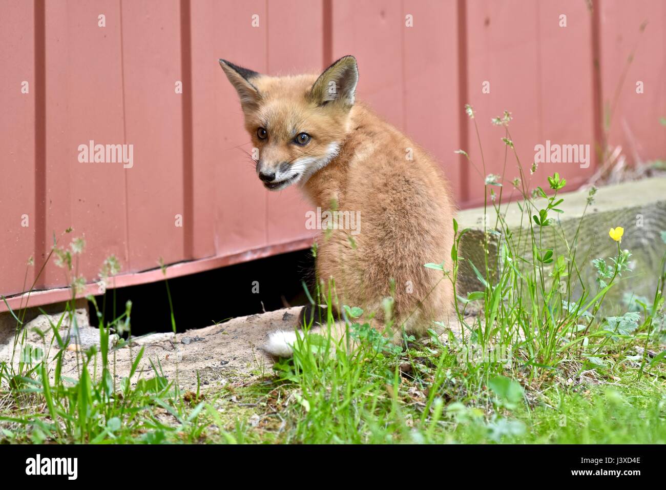 Baby red fox (Vulpes vulpes) sait aussi que les kits ou petits Banque D'Images