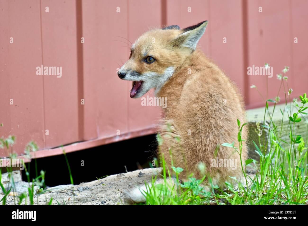 Baby red fox (Vulpes vulpes) sait aussi que les kits ou petits Banque D'Images