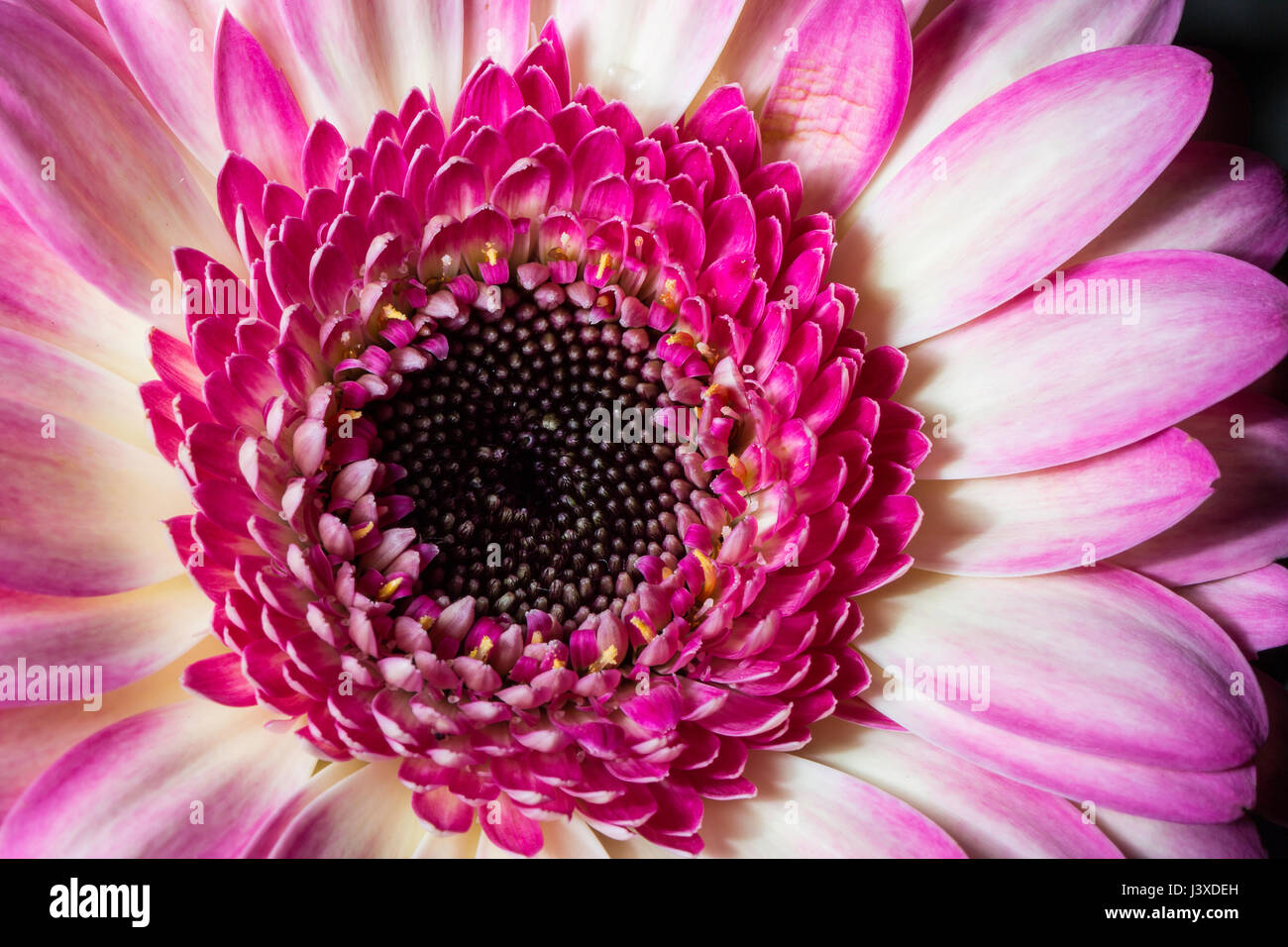 Gerbera rose Close Up macro image. Banque D'Images