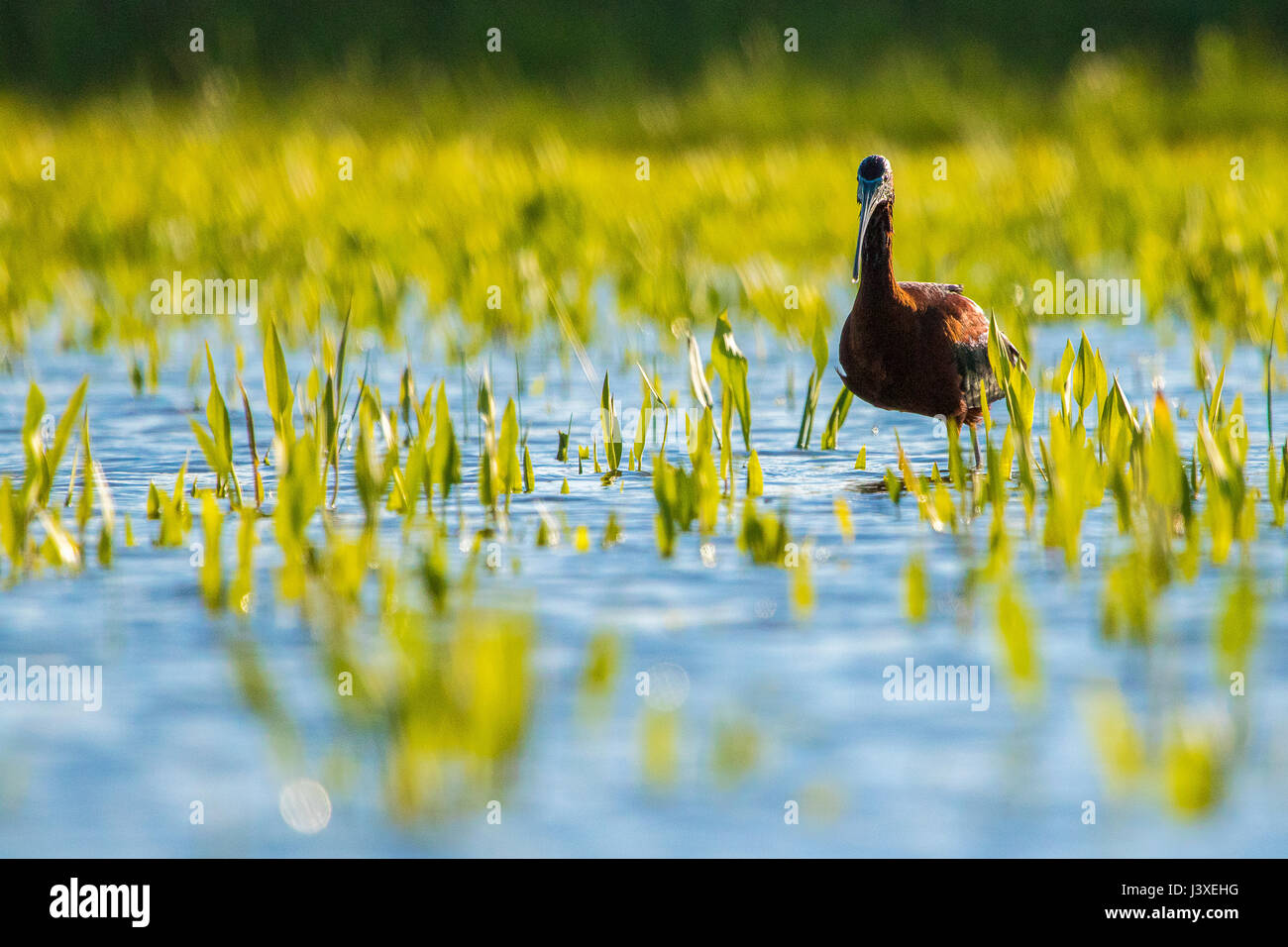 Ibis falcinelle - Plegadis falcinellus Banque D'Images