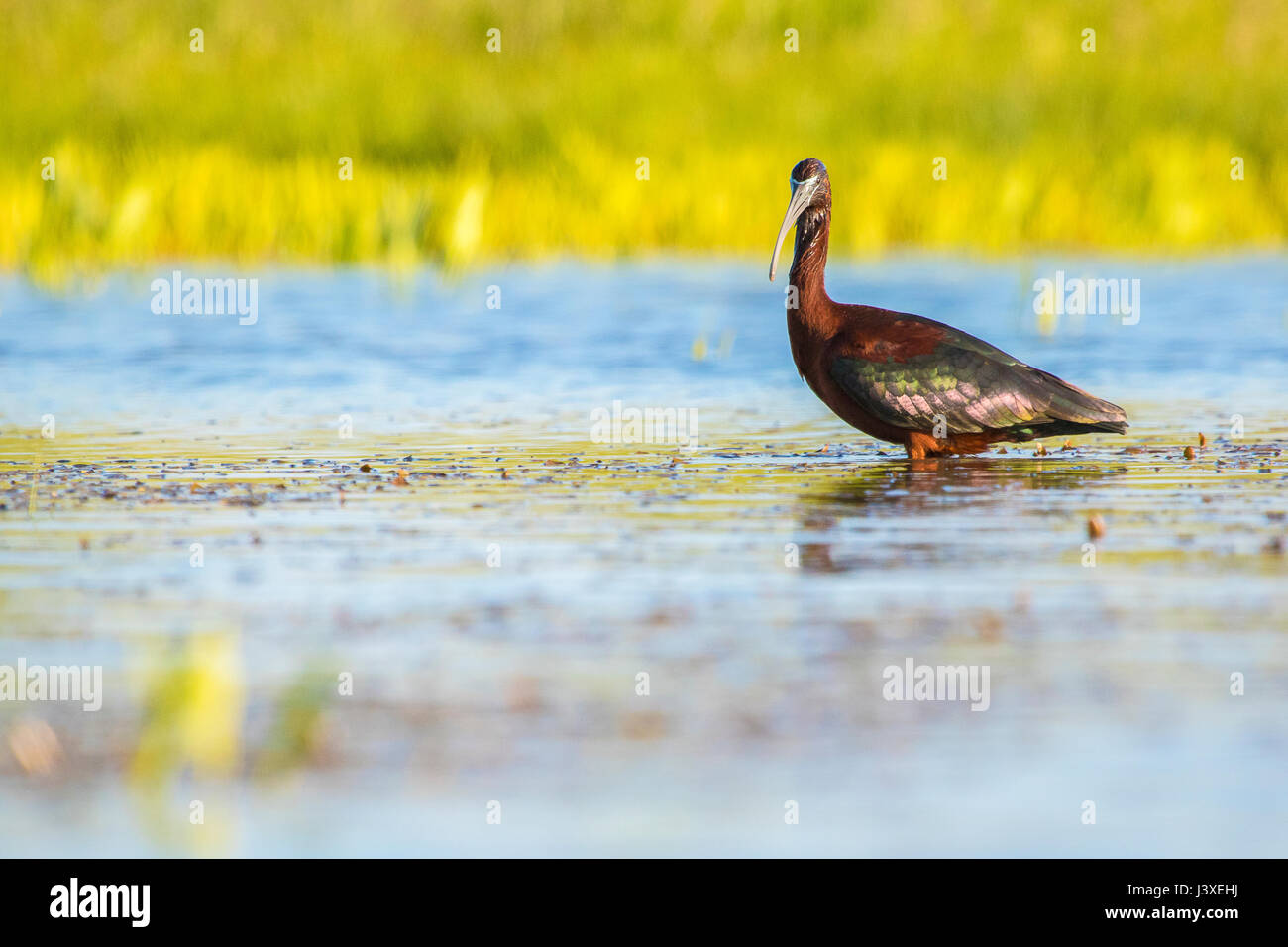 Ibis falcinelle - Plegadis falcinellus Banque D'Images