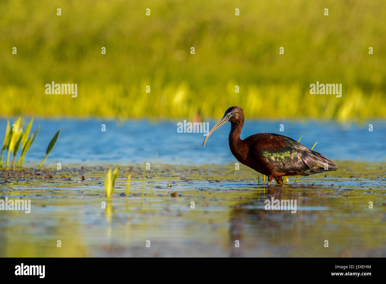 Ibis falcinelle - Plegadis falcinellus Banque D'Images