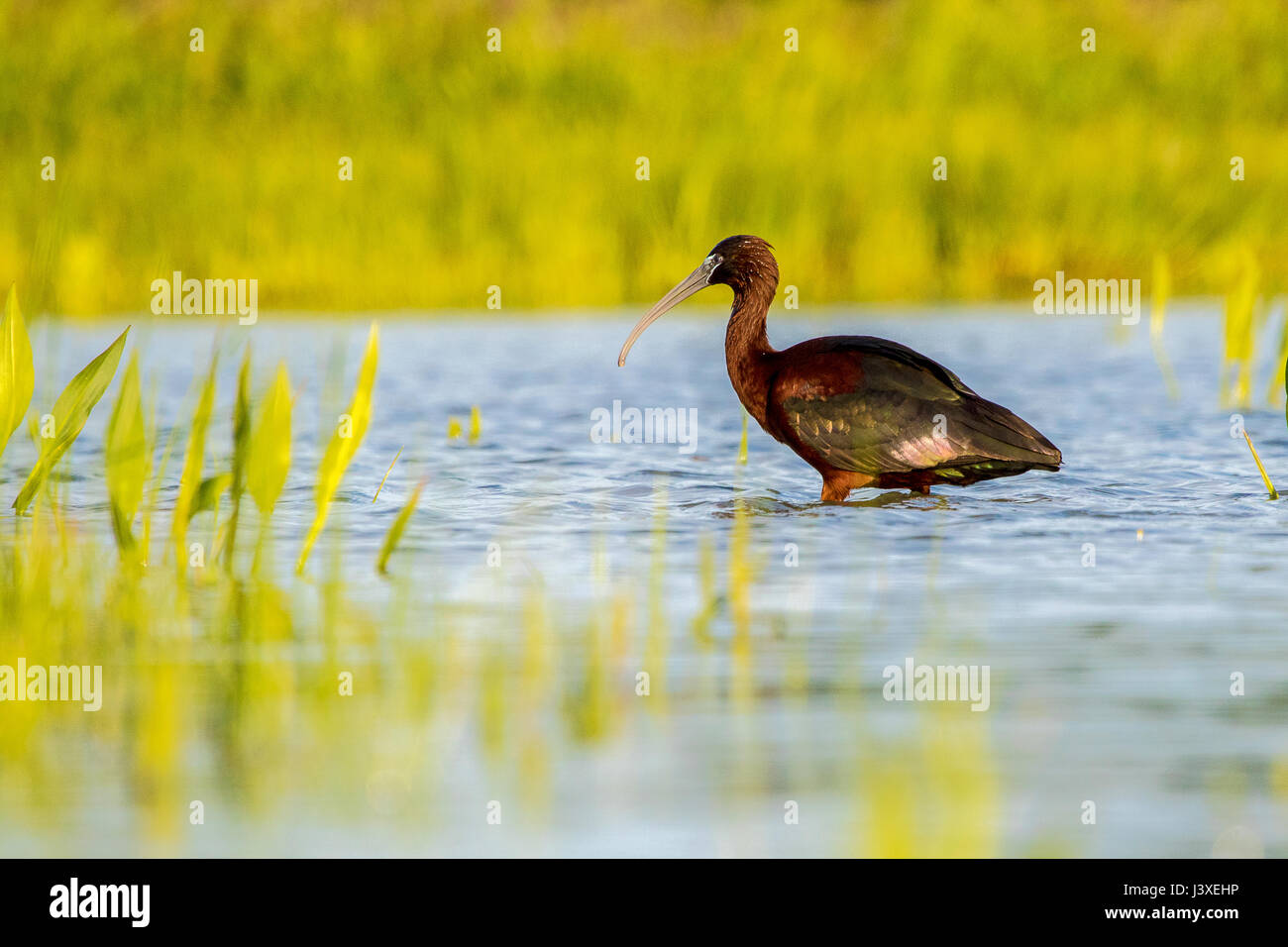 Ibis falcinelle - Plegadis falcinellus Banque D'Images