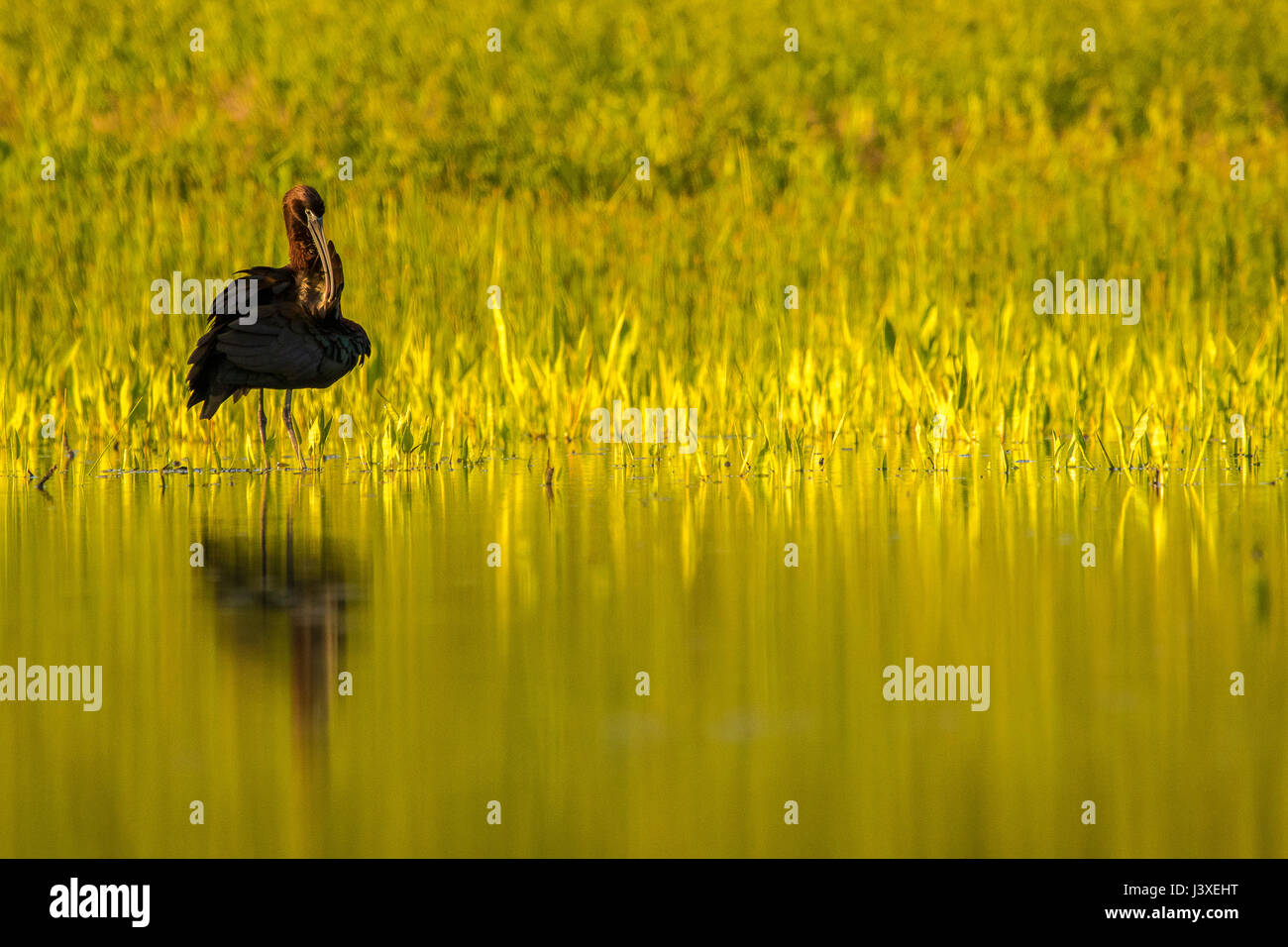 Ibis falcinelle - Plegadis falcinellus Banque D'Images