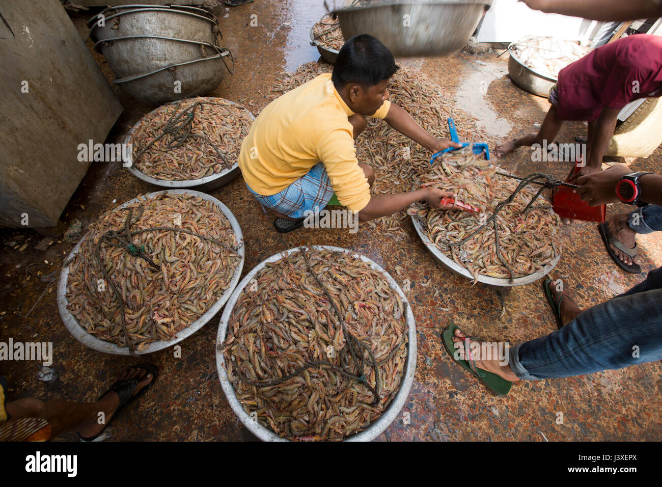 Crevettes sur le travailleur met à l'équilibre du marché de la pêche Ghat. Cox's Bazar (Bangladesh). Banque D'Images