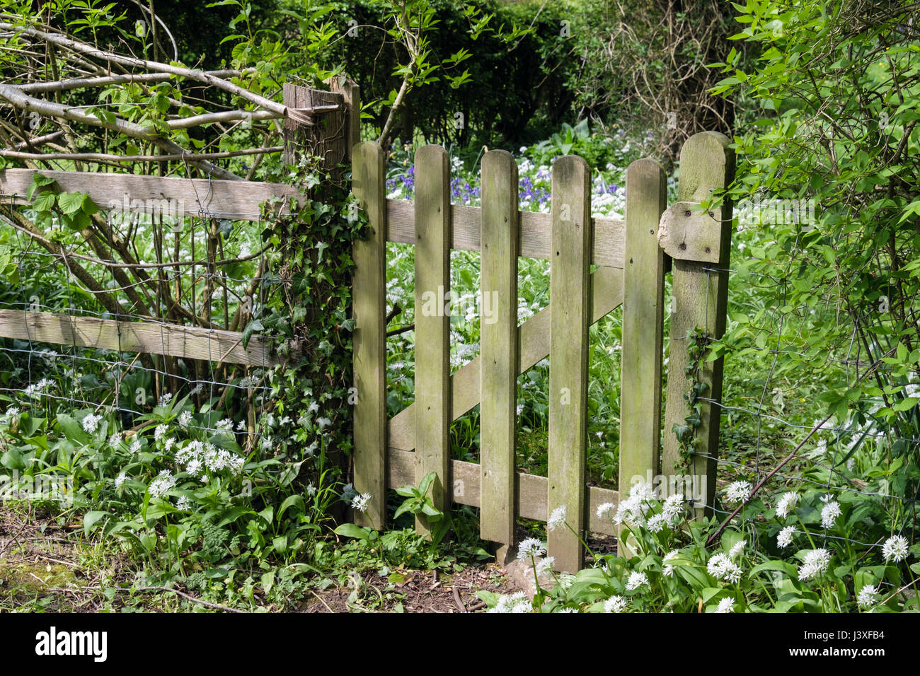 Porte de jardin en bois sur limite avec l'ail des ours ou Allium ursinum) Ramsons (jacinthes et la floraison au printemps. Yorkshire, Angleterre, Royaume-Uni, Angleterre Banque D'Images