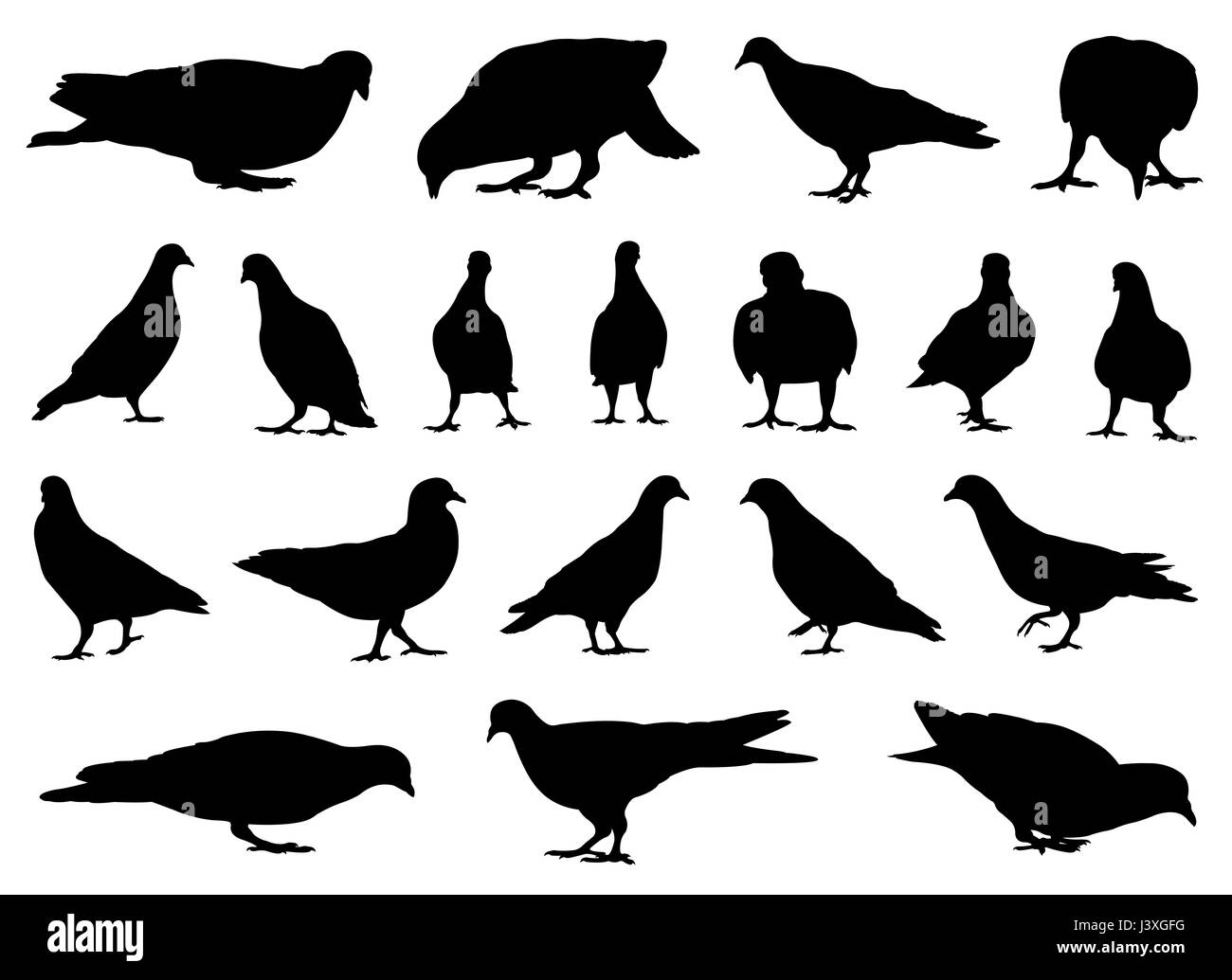 Illustration des différents types de colombes isolated on white Banque D'Images Illustration des différents types de colombes isolated on white Banque D'Images
