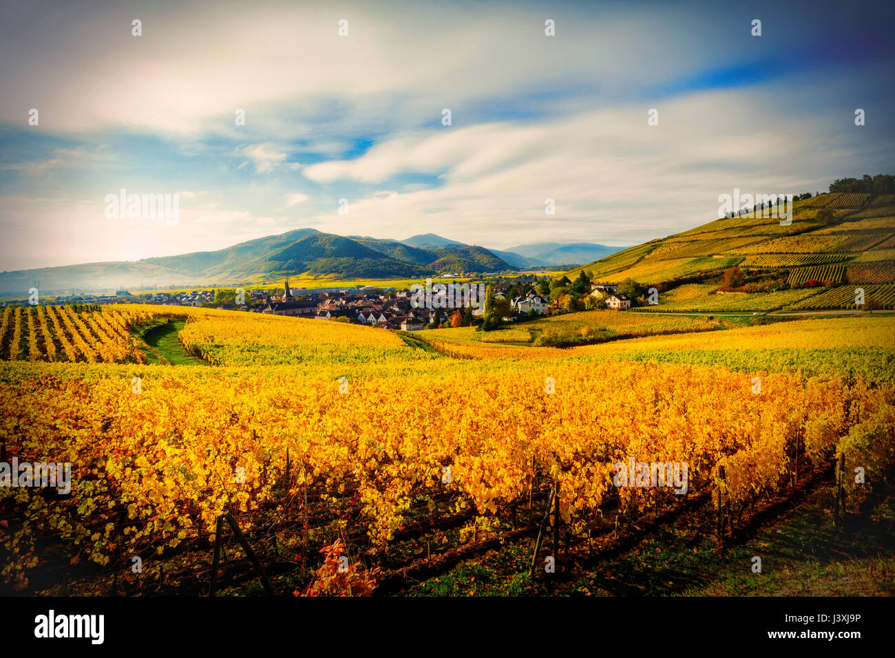 Paysage avec champ de couleur automne vignes, Turckheim, Alsace, France Banque D'Images