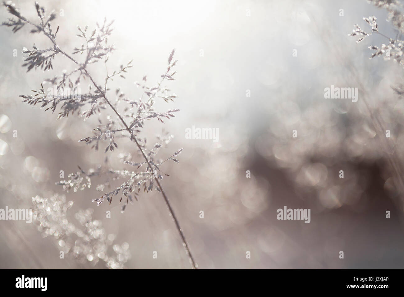 Close up of frost rétroéclairé de cristaux de glace sur les cheveux ondulés-Grass Deschampsia flexuosa () Banque D'Images