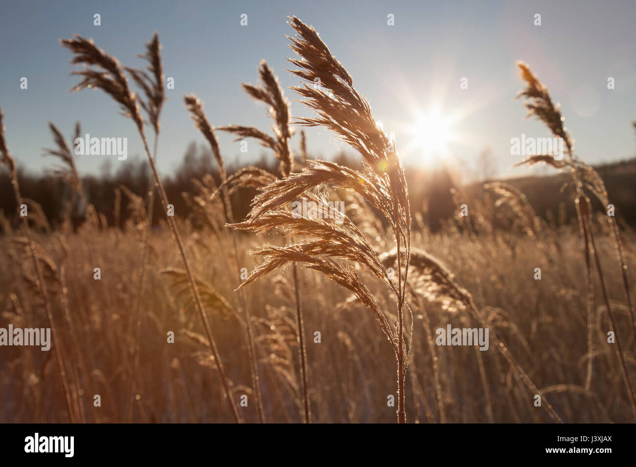 Paysage ensoleillé de marais à roseau commun (phragmites australis) Banque D'Images
