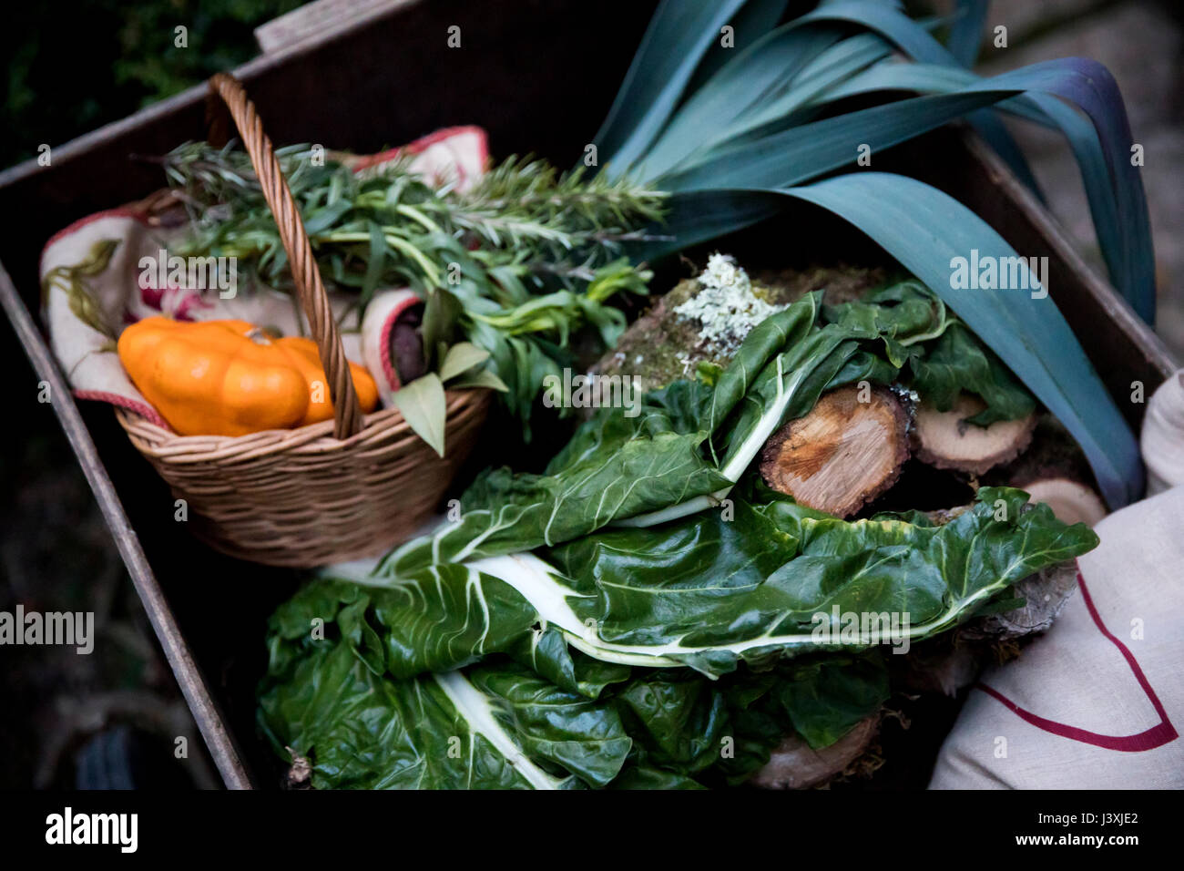 Caisse de printemps fraîchement cueillis verts et légumes courges dans le jardin Banque D'Images