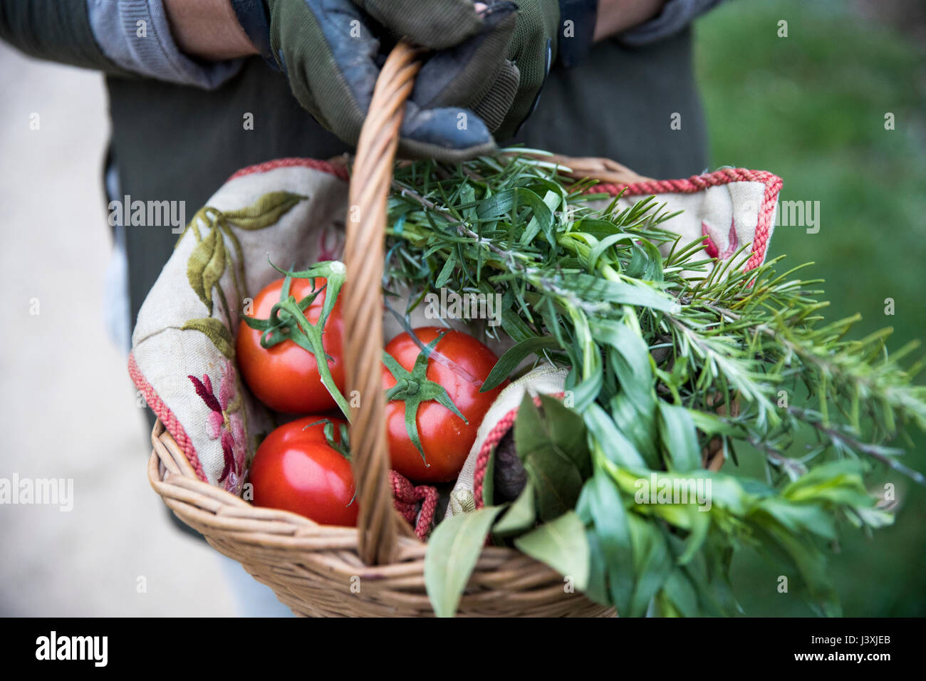 Cropped shot of female gardener holding panier de tomates cueillies et verts de printemps Banque D'Images