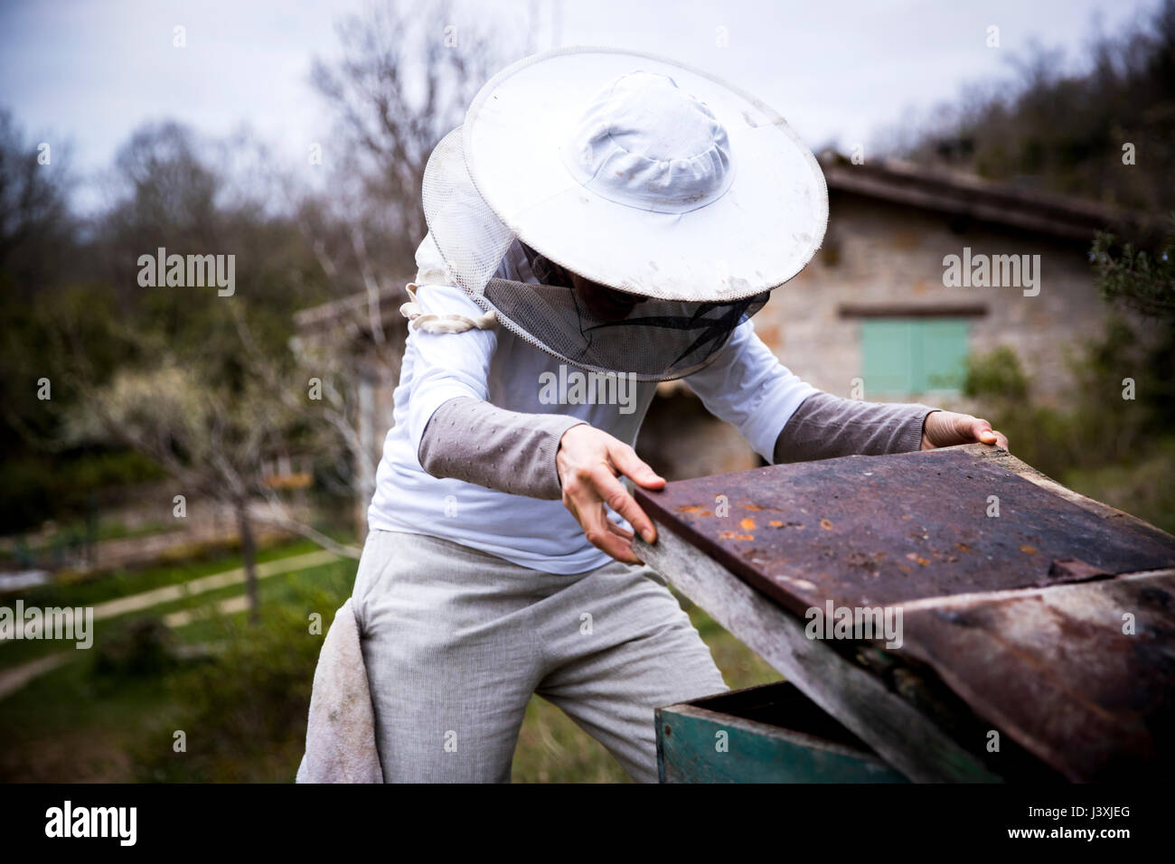 Dépose du couvercle femelle apiculteur rucher dans jardin Banque D'Images