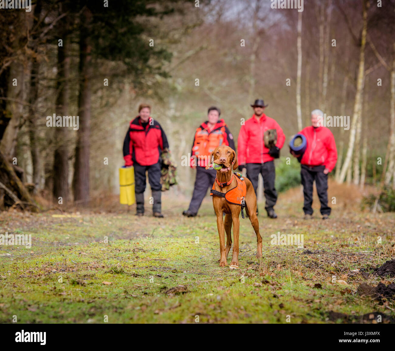 L'équipe de bénévoles de la plaine sont les chiens de recherche et de sauvetage en action dans le West Sussex. Banque D'Images