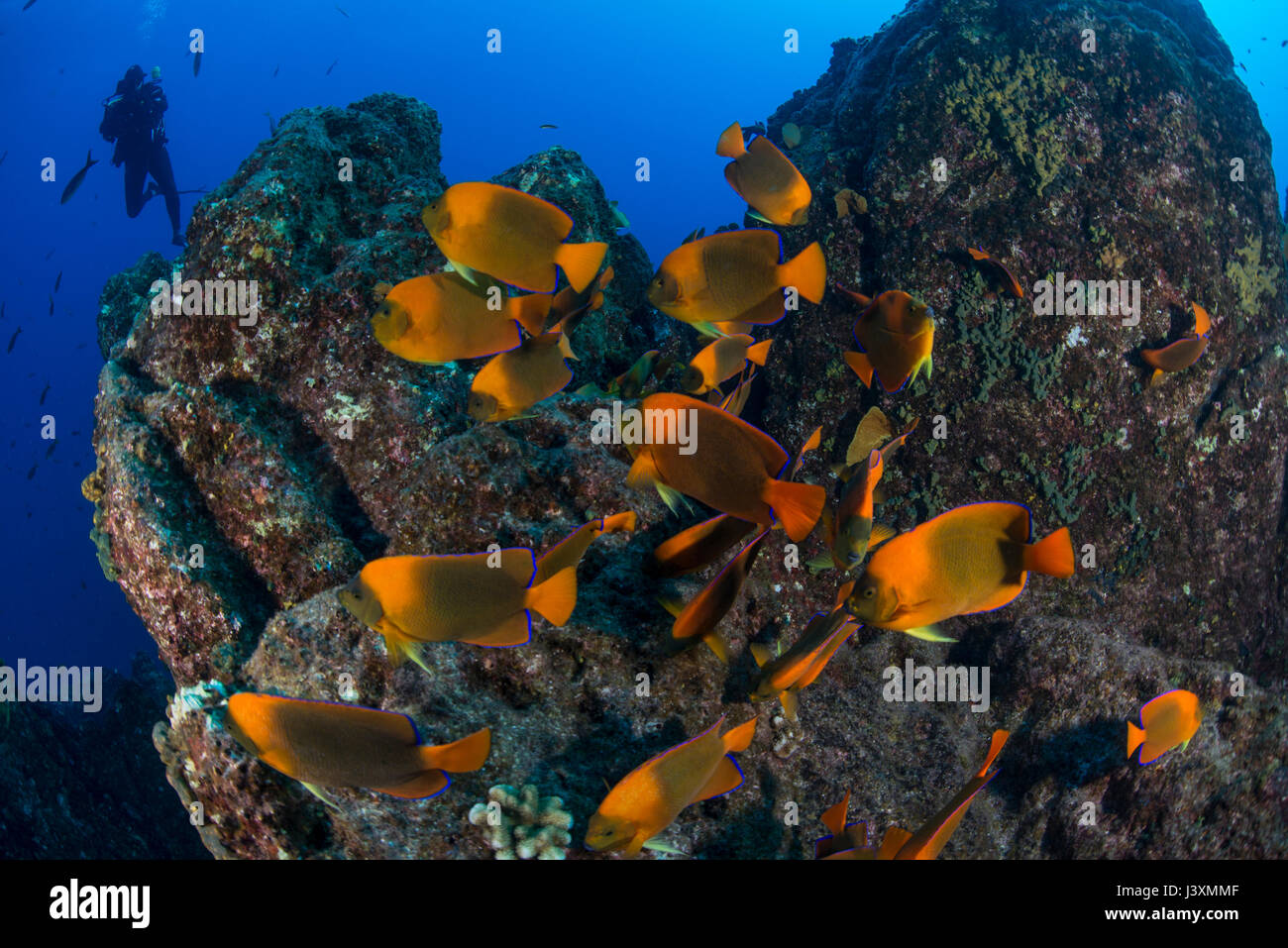 Scuba Diver et poissons anges (Holacanthus clarionensis) autour des roches, Socorro, Colima, Mexique Banque D'Images