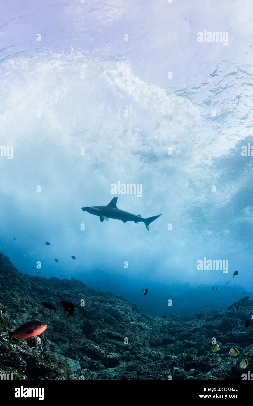 Seul le requin-marteau près de the breakers (Sphyrna lewini), vue sous-marine, Roca Partida, Colima, Mexique Banque D'Images