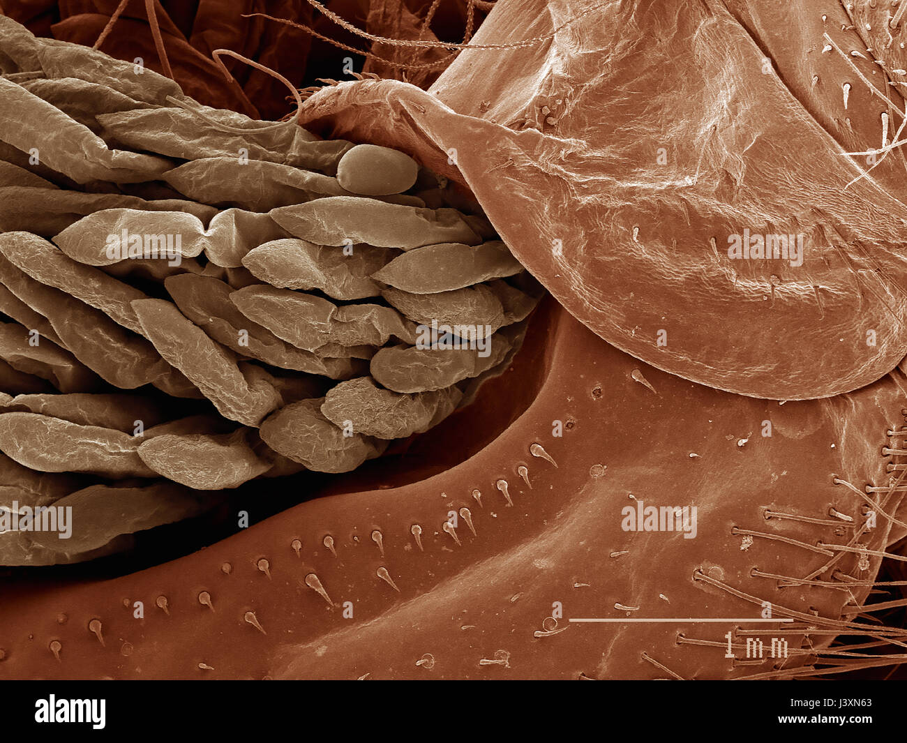 Stout épines sur les branchicténies d'une écrevisse (CRUSTACEA Decapoda) : dans l'empreinte d'un microscope électronique Banque D'Images