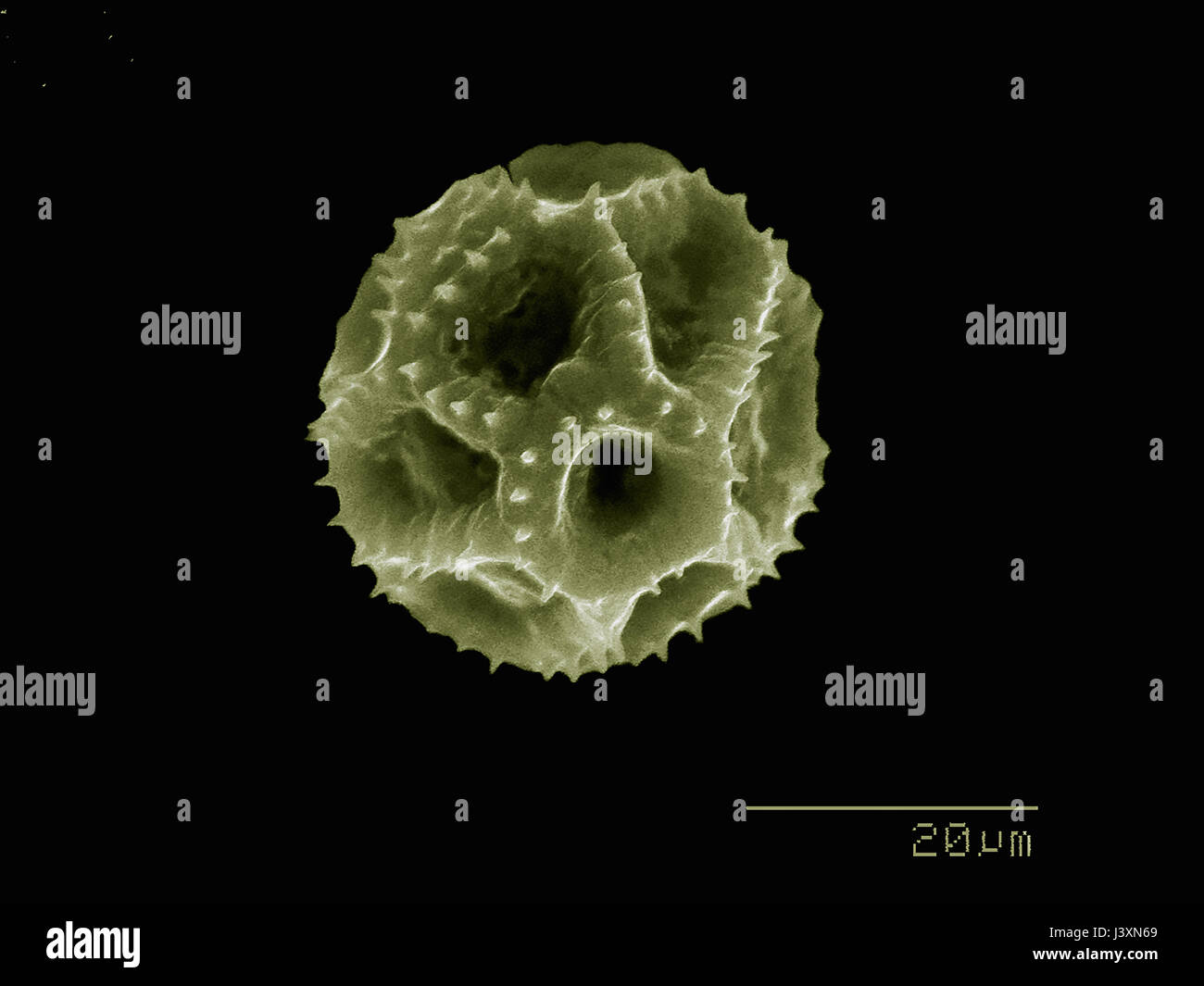 Le pollen de pissenlit dans l'empreinte d'un microscope électronique Banque D'Images