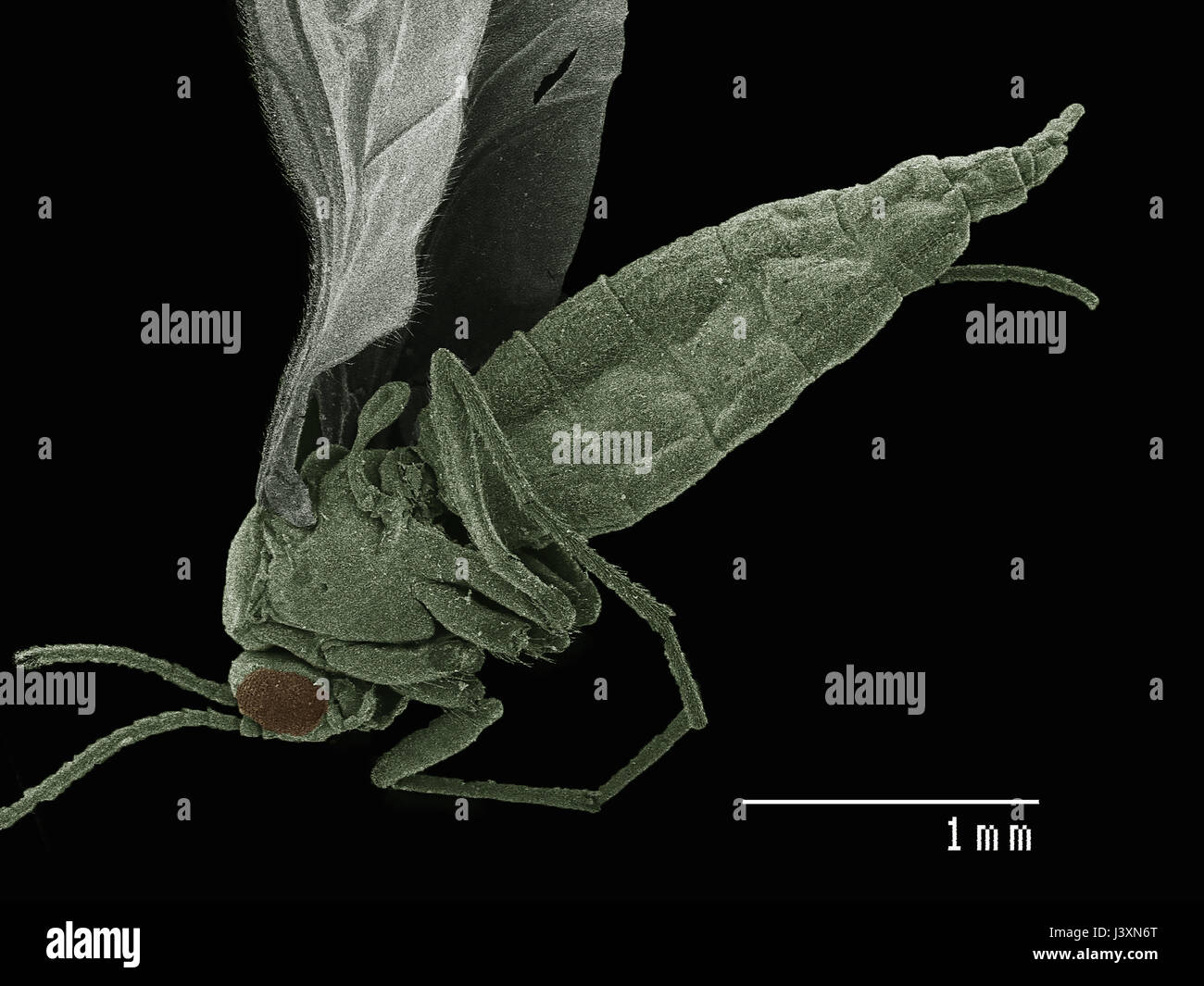 Vue latérale d'un moucheron (Diptera) réalisée en microscopie électronique Banque D'Images