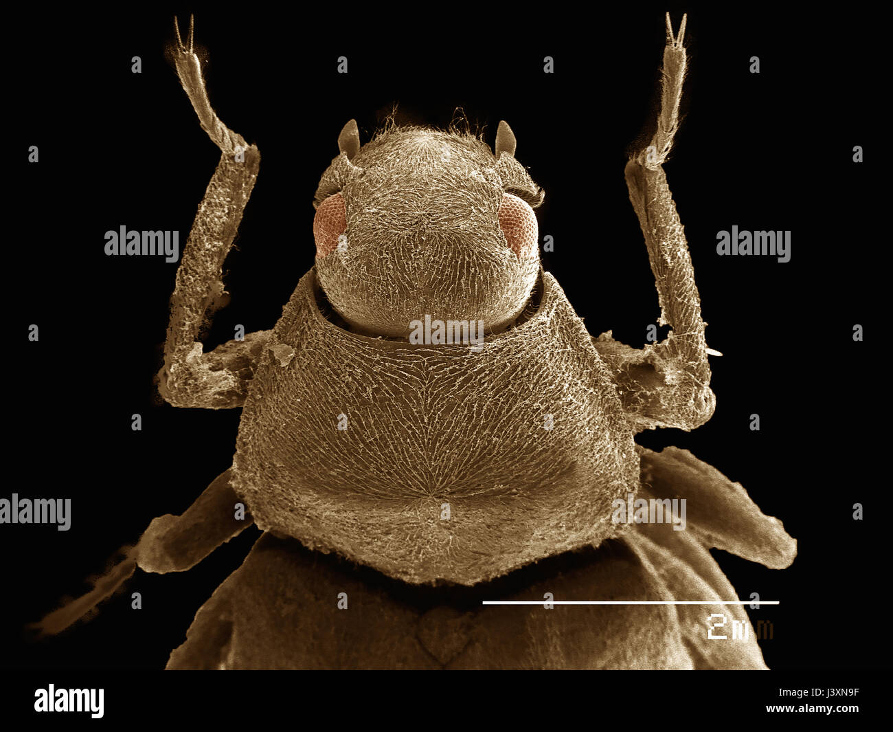 Vue frontale d'un scarabée de l'eau (Coleoptera Driopidae) réalisée — free download