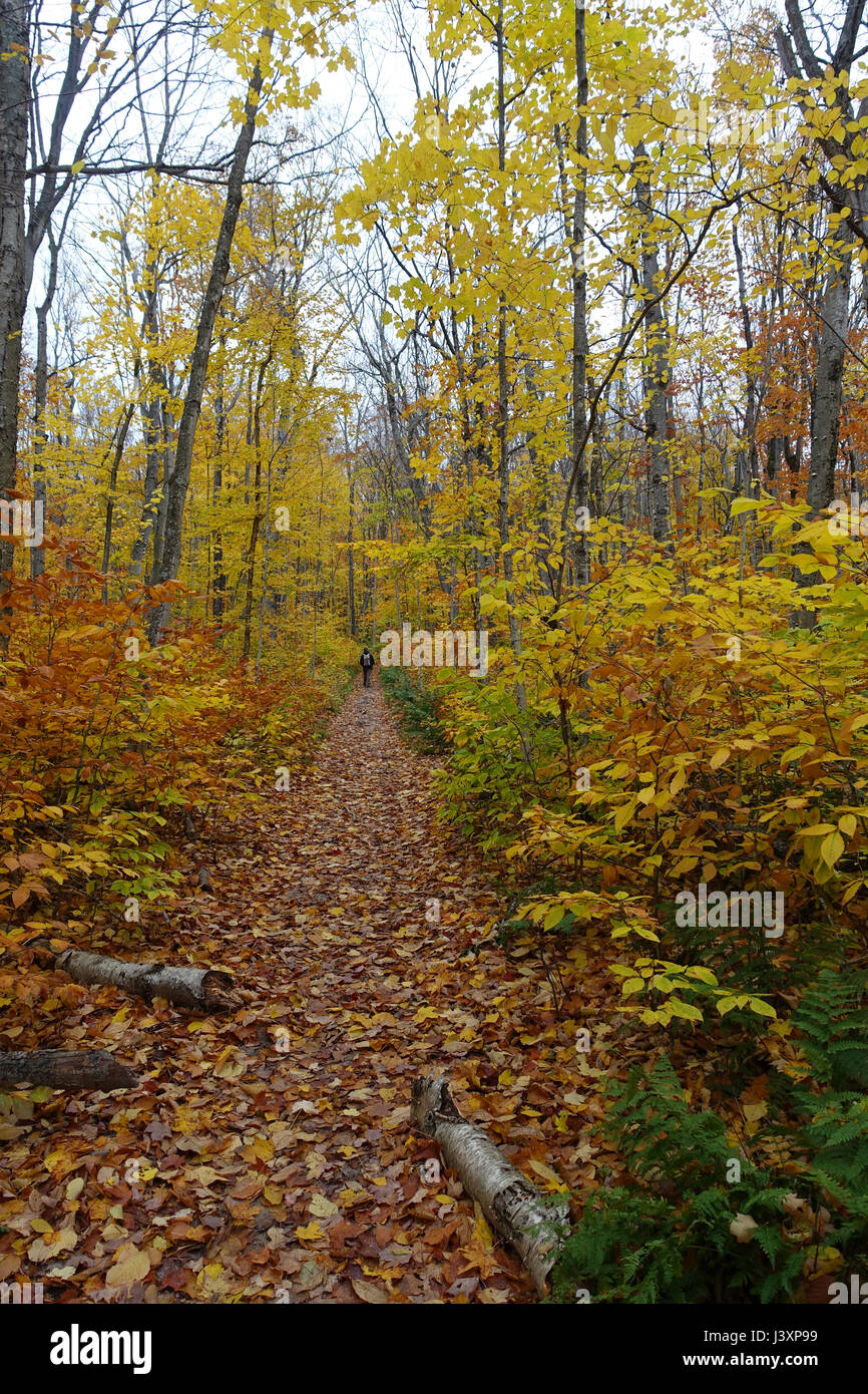 Un randonneur est vu dans la distance, en bas d'une piste couverte de feuilles en automne. Banque D'Images