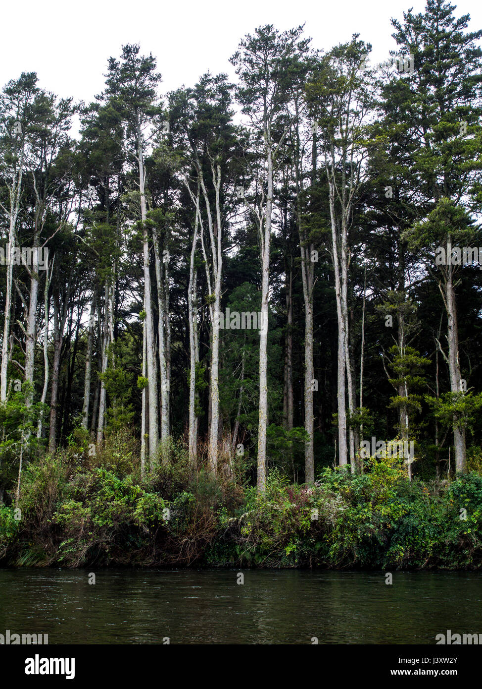 Totara forêt sur une terrasse donnant sur la rivière, l'île de whakapapa, Kakahi, King Country, Nouvelle-Zélande Banque D'Images