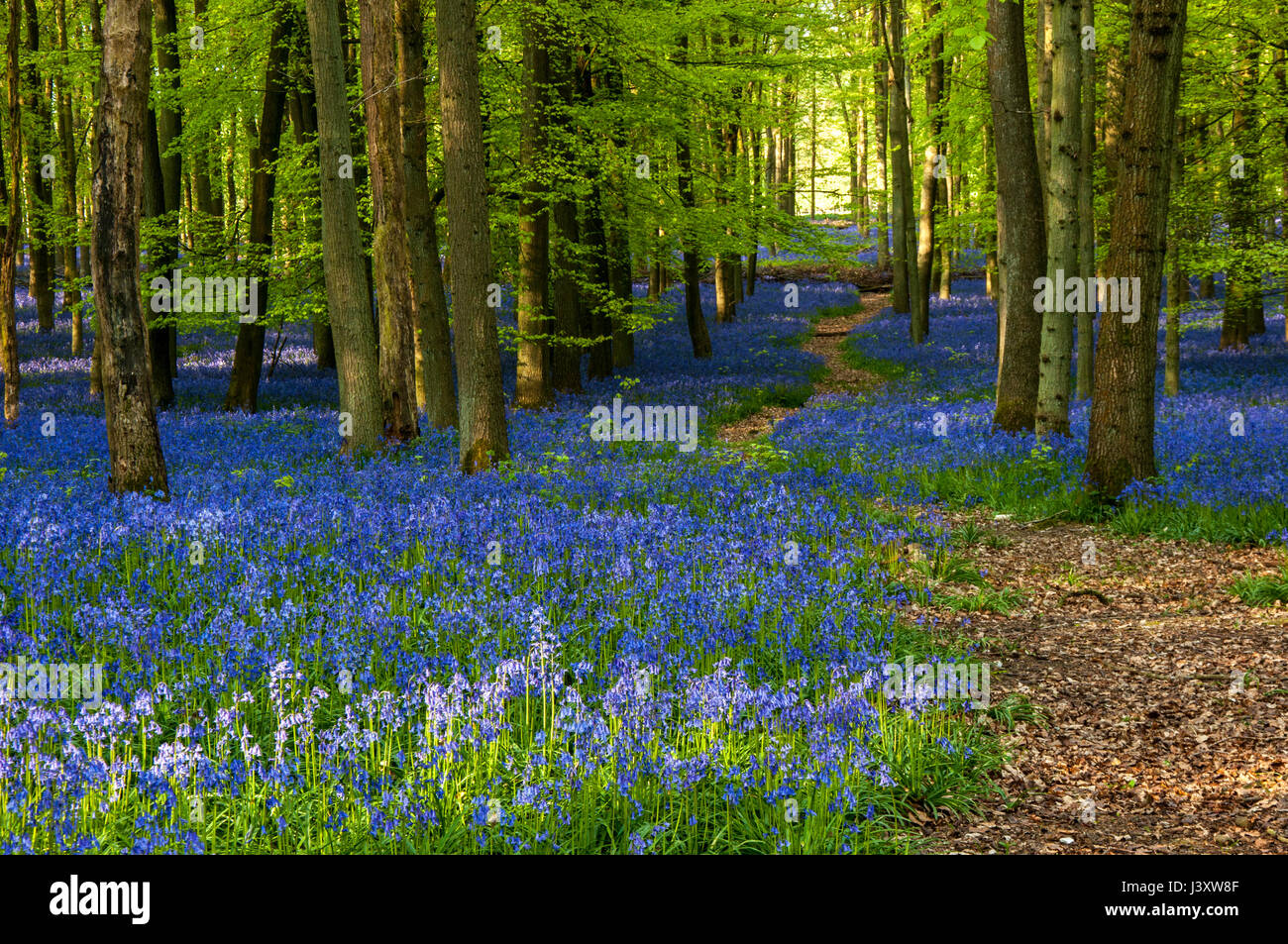 Jacinthes des bois au printemps en hêtre, Ashridge Estate England, UK, Royaume-Uni, Banque D'Images