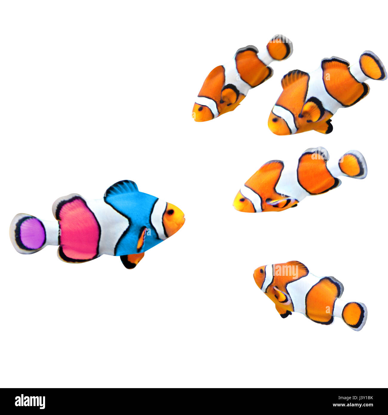Concept - d'être vous-même, d'être unique. Un troupeau de poissons clowns standard et l'un des poissons colorés. Isolé sur fond blanc Banque D'Images