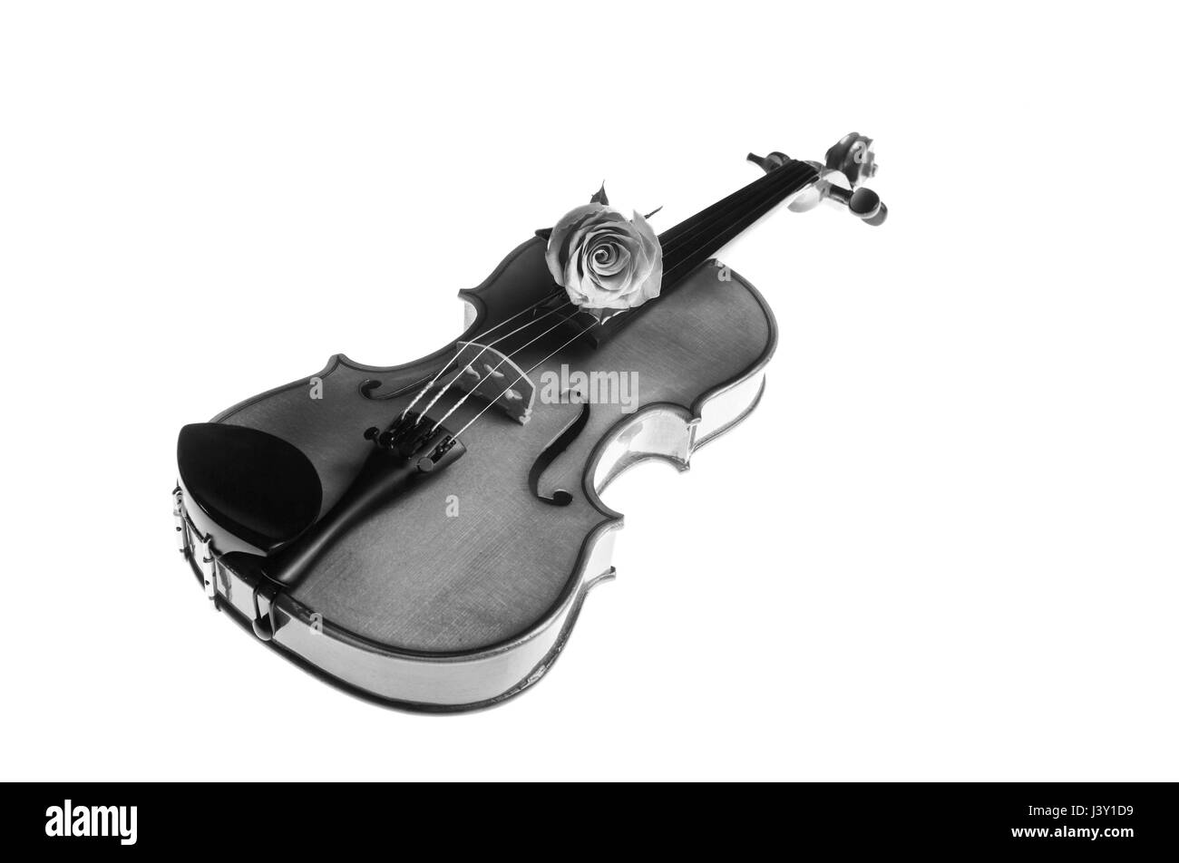 Le violon avec rose rouge Banque D'Images